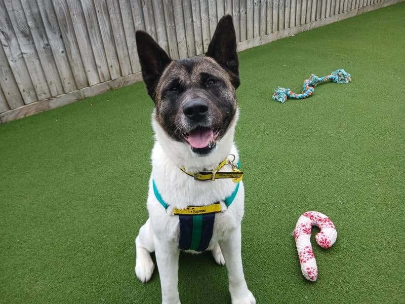 Pandora, female 3yo Akita for adoption at Dogs Trust Salisbury, Newton Tony