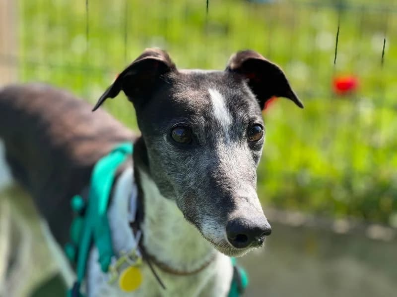 Mossy, female 7yo Greyhound for adoption at Dogs Trust Salisbury, Newton Tony