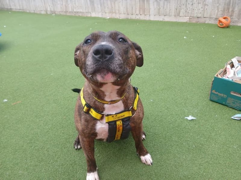Crumble, female 4yo mixed breed for adoption at Dogs Trust Salisbury, Newton Tony