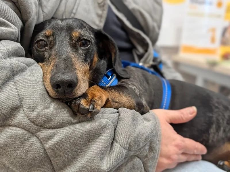 Biggie, male 6yo mixed breed for adoption at Dogs Trust Salisbury, Newton Tony