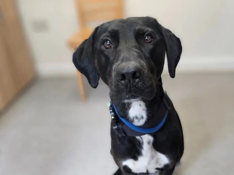 Max, male young Border Collie for adoption at Dogs Trust Salisbury, Newton Tony