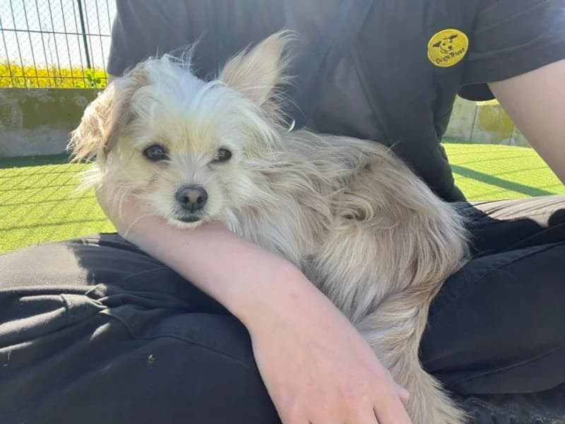 Frankie, male young Chihuahua for adoption at Dogs Trust Salisbury, Newton Tony