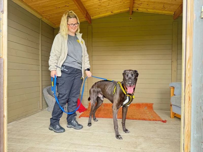 Apollo, male 5yo Staffordshire Bull Terrier for adoption at Dogs Trust Salisbury, Newton Tony