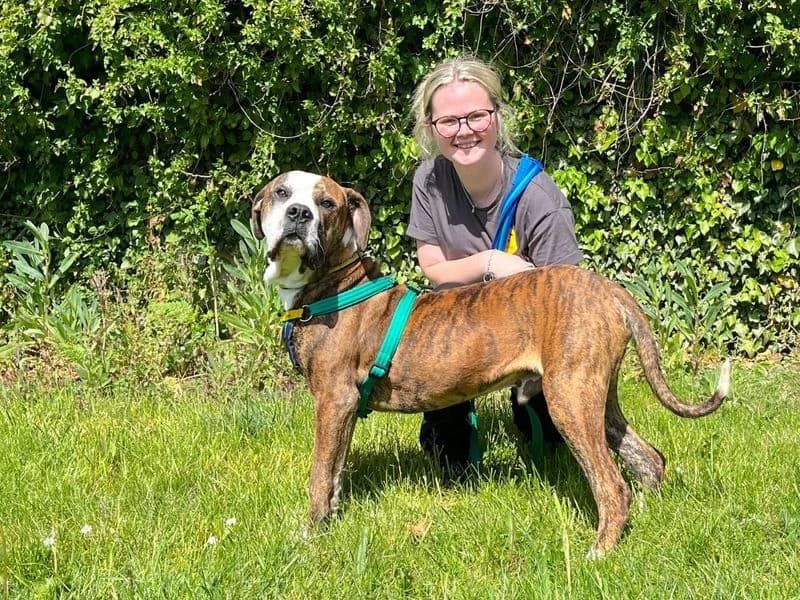 Sully, male young Staffordshire Bull Terrier for adoption at Dogs Trust Salisbury, Newton Tony