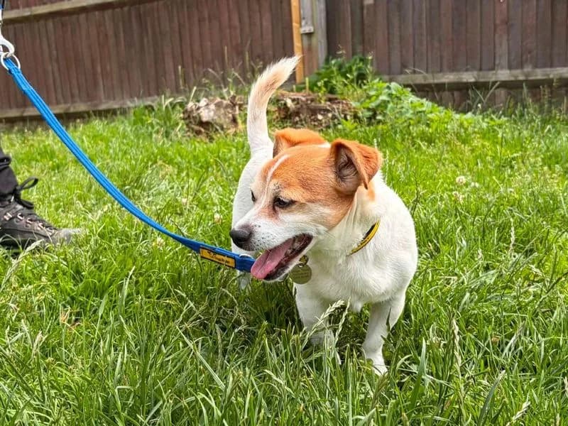 Milo, male senior Chihuahua for adoption at Dogs Trust Salisbury, Newton Tony