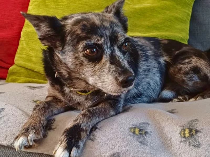 Alfie, male 7yo Chihuahua for adoption at Dogs Trust Salisbury, Newton Tony