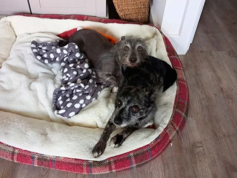 Luna, female 5yo Chihuahua for adoption at Dogs Trust Salisbury, Newton Tony