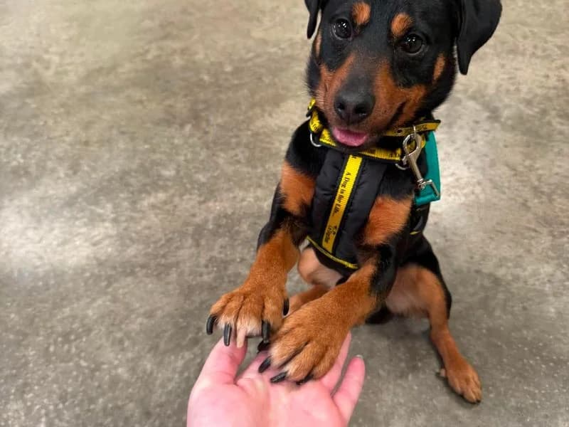 Ranger, male puppy mixed breed for adoption at Dogs Trust Salisbury, Newton Tony