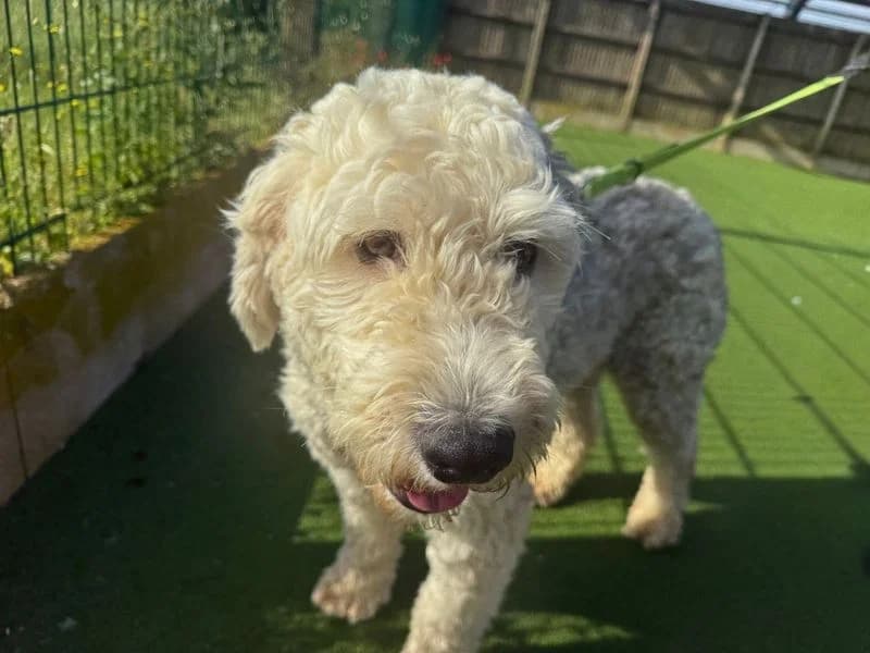 Bonnie, female young Old English Sheepdog for adoption at Dogs Trust Salisbury, Newton Tony