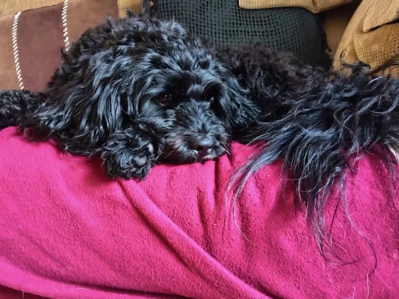 Scout, male 4yo Poodle for adoption at Dogs Trust Salisbury, Newton Tony