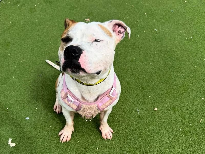 Oscar, male 4yo Staffordshire Bull Terrier for adoption at Dogs Trust Salisbury, Newton Tony