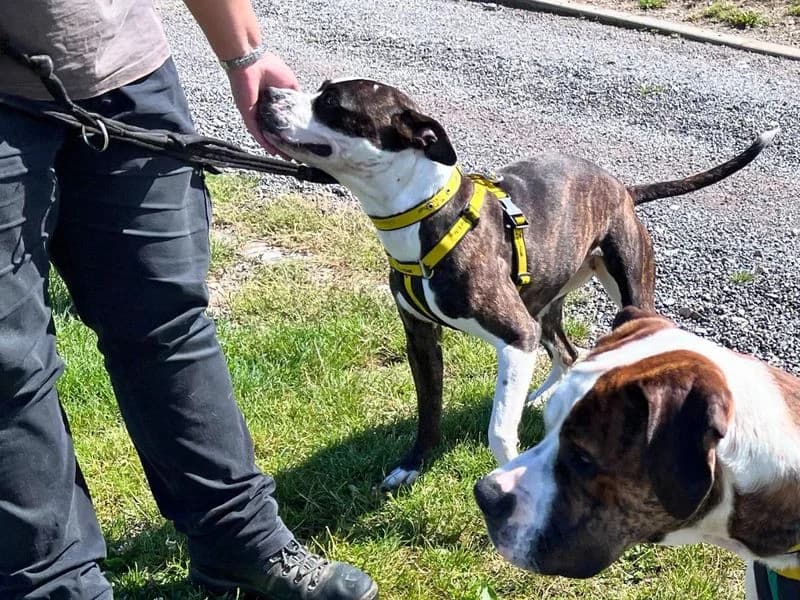 Coco, female 4yo Staffordshire Bull Terrier for adoption at Dogs Trust Salisbury, Newton Tony