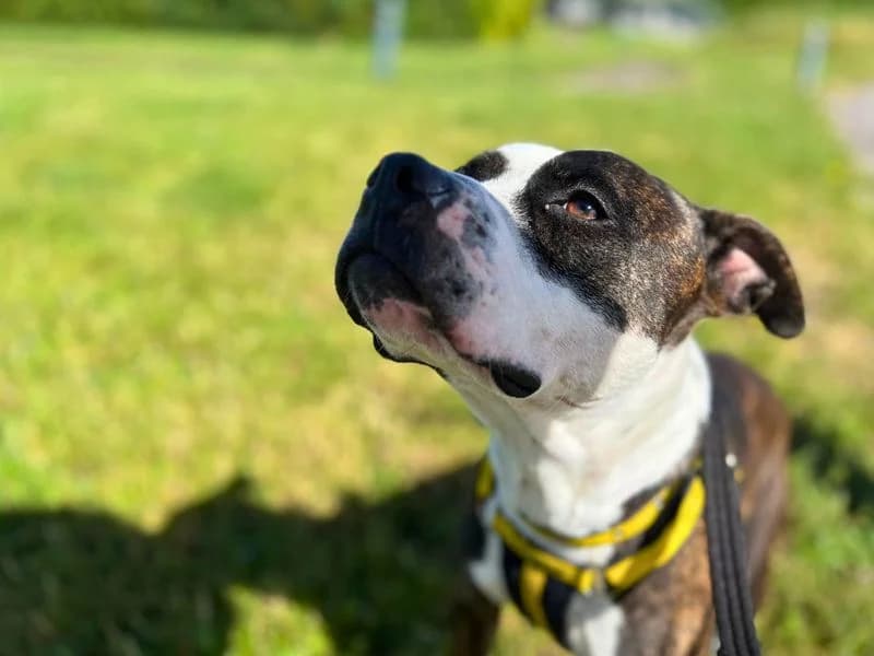 Coco, female 4yo Staffordshire Bull Terrier for adoption at Dogs Trust Salisbury, Newton Tony