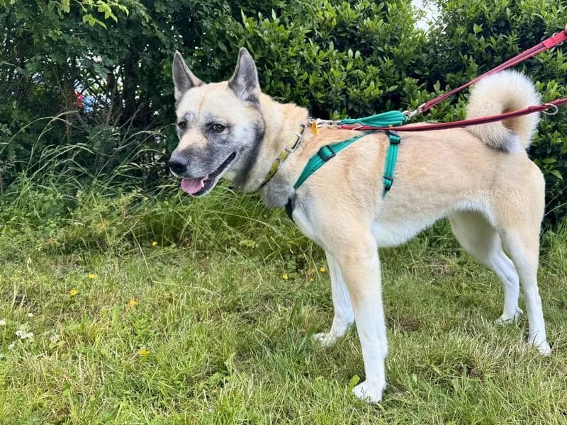 Mulan, female 3yo Akita for adoption at Dogs Trust Salisbury, Newton Tony