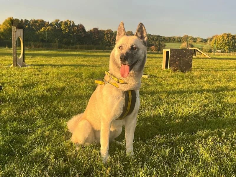 Mulan, female 3yo Akita for adoption at Dogs Trust Salisbury, Newton Tony