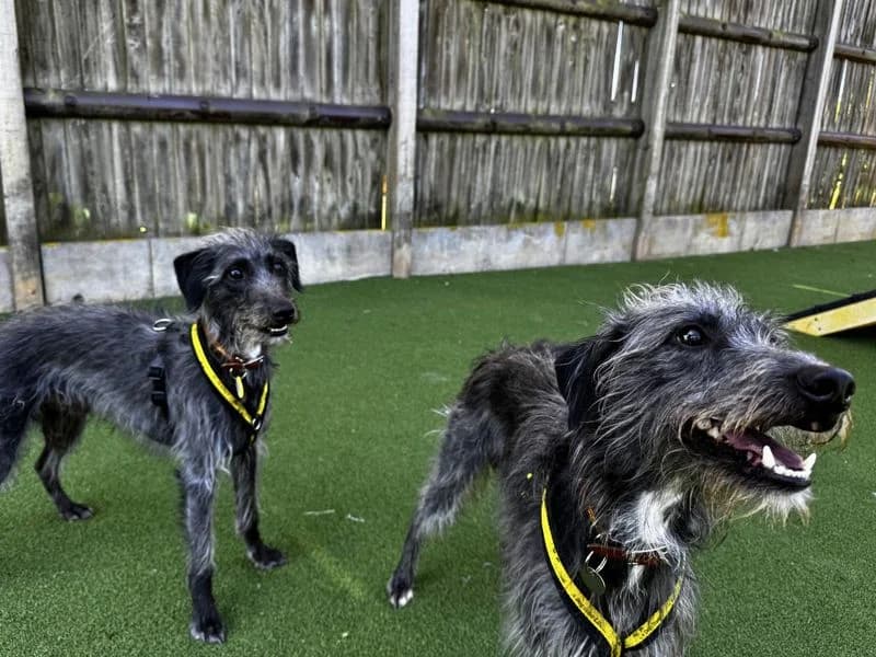 Hector, male young mixed breed for adoption at Dogs Trust Salisbury, Newton Tony
