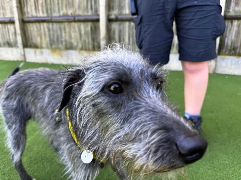 Paris, male young mixed breed for adoption at Dogs Trust Salisbury, Newton Tony