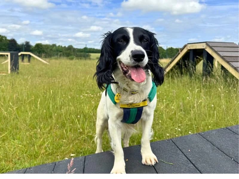 Lady, female senior mixed breed for adoption at Dogs Trust Salisbury, Newton Tony
