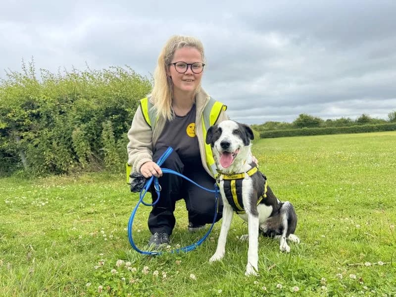 Monty, male 5yo Border Collie for adoption at Dogs Trust Salisbury, Newton Tony