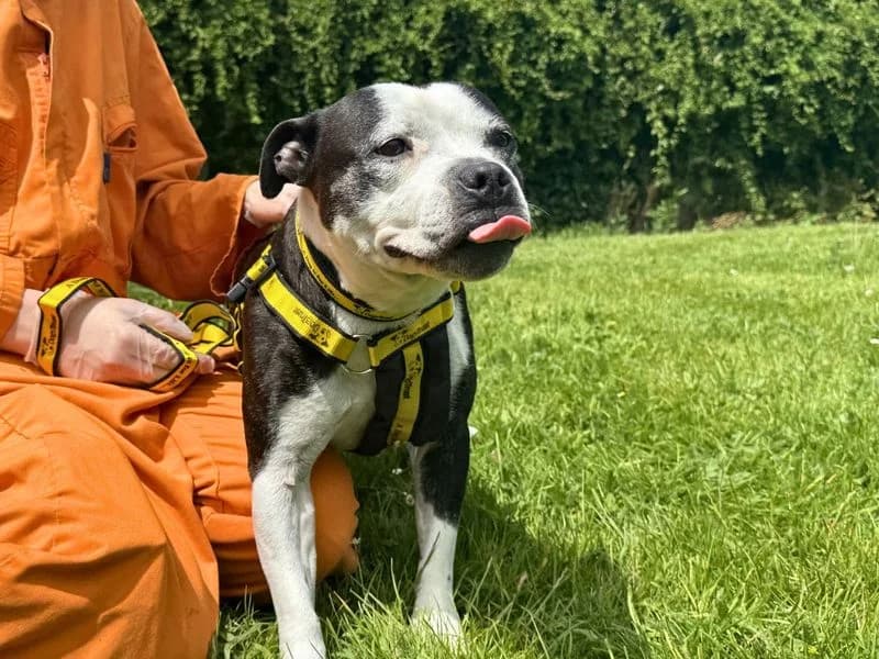 Xavy, female 6yo Staffordshire Bull Terrier for adoption at Dogs Trust Salisbury, Newton Tony