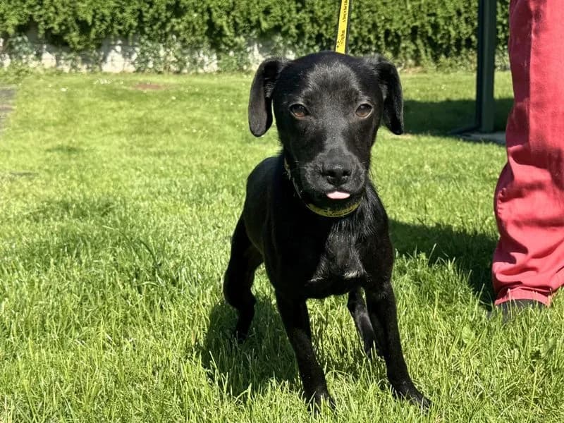 Xena, female young mixed breed for adoption at Dogs Trust Salisbury, Newton Tony