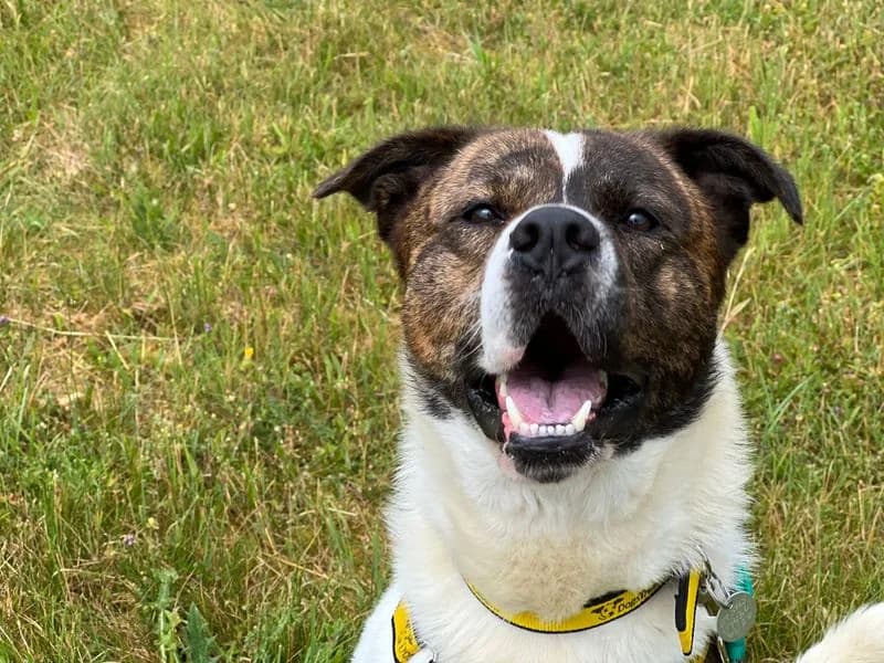 Xerox, male young Mixed Breed for adoption at Dogs Trust Salisbury, Newton Tony