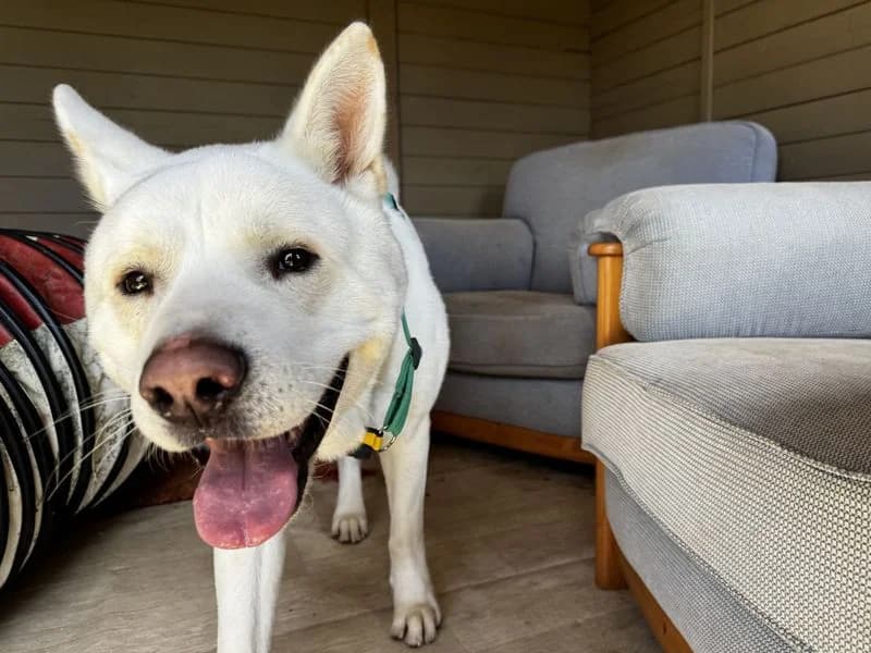 Marshmallow Fluff, male young Akita for adoption at Dogs Trust Salisbury, Newton Tony