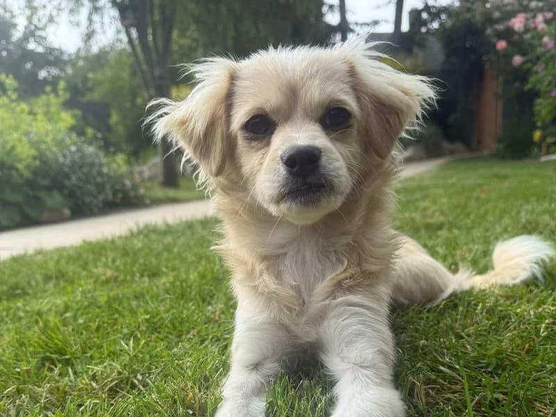 Tilly, female puppy Jack Russell Terrier for adoption at Dogs Trust Salisbury, Newton Tony