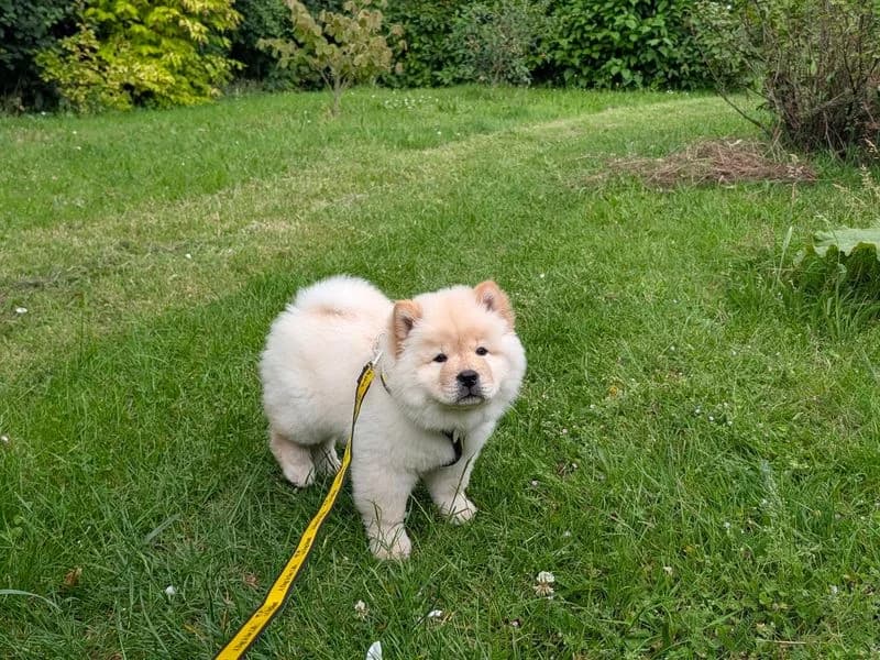 Luffy, male puppy Chow Chow for adoption at Dogs Trust Salisbury, Newton Tony