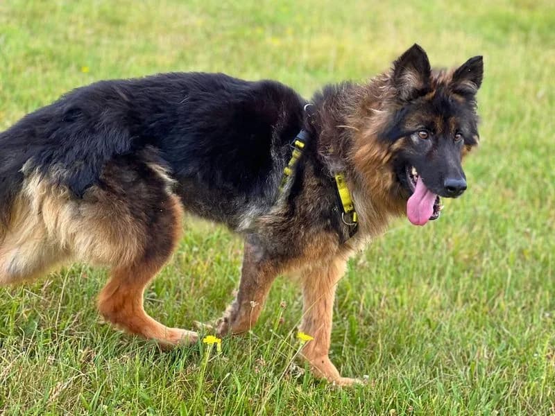 Mitsy, female 5yo mixed breed for adoption at Dogs Trust Salisbury, Newton Tony
