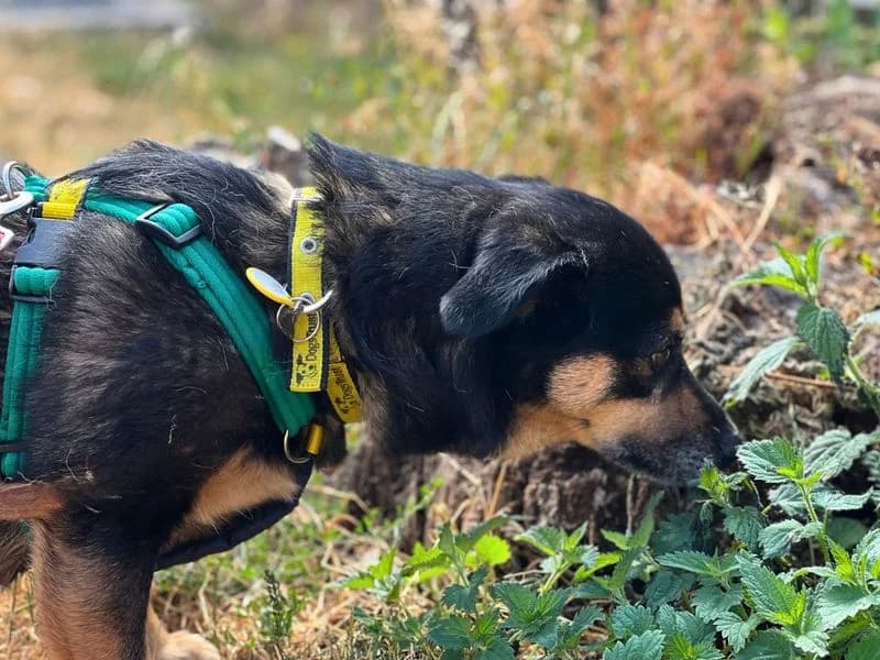 Shadow, female 4yo Pomeranian for adoption at Dogs Trust Salisbury, Newton Tony