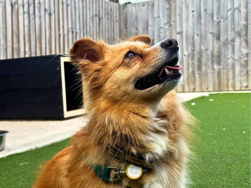 Ghost, male 4yo Pomeranian for adoption at Dogs Trust Salisbury, Newton Tony