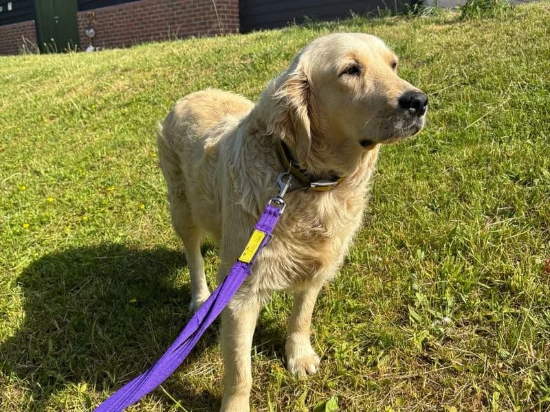 Gwen, female young Golden Retriever for adoption at Dogs Trust Salisbury, Newton Tony