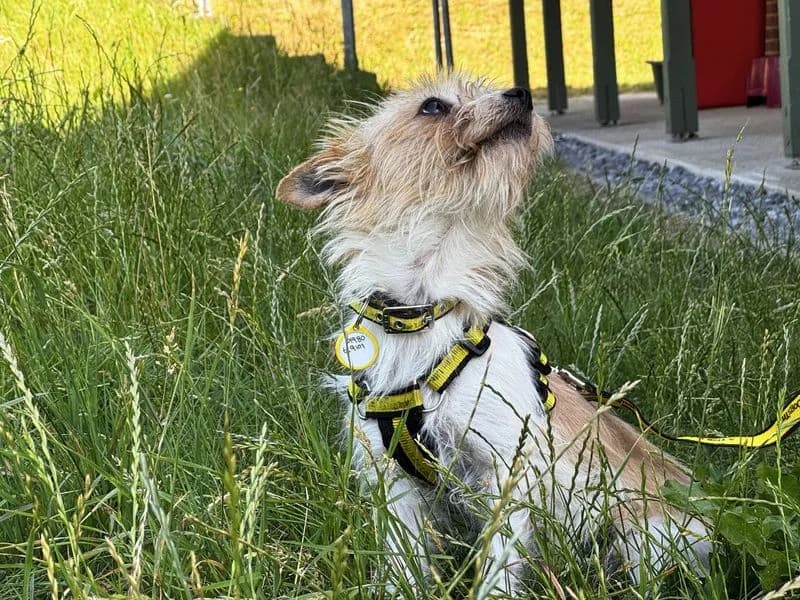 Bambi, female young Mixed Breed for adoption at Dogs Trust Salisbury, Newton Tony