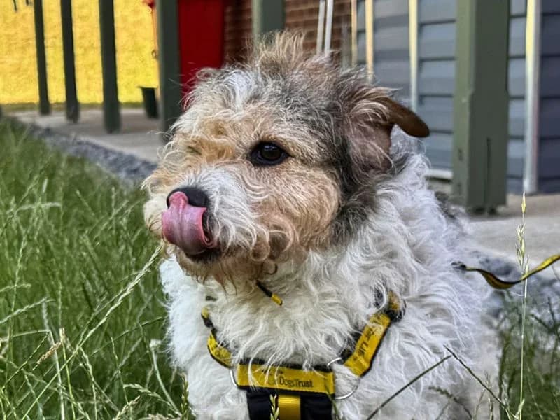 Pearl, female 7yo Mixed Breed for adoption at Dogs Trust Salisbury, Newton Tony