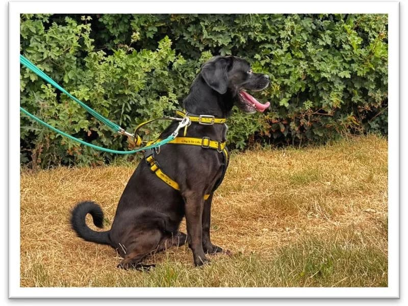 Benji, male senior Pug for adoption at Dogs Trust Salisbury, Newton Tony