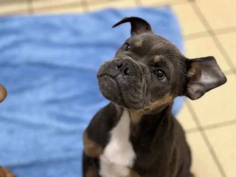 Pip, male puppy English Bulldog for adoption at Dogs Trust Salisbury, Newton Tony