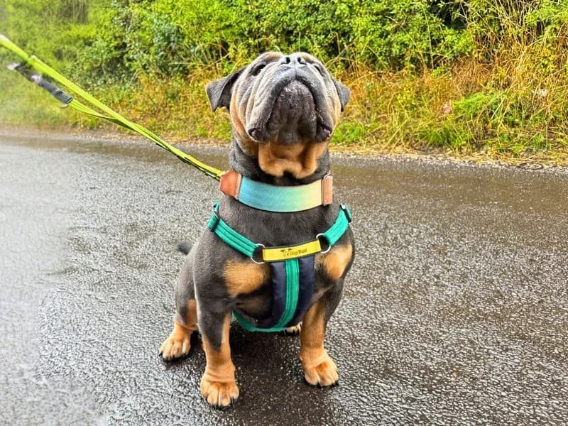 Benny, male young English Bulldog for adoption at Dogs Trust Salisbury, Newton Tony