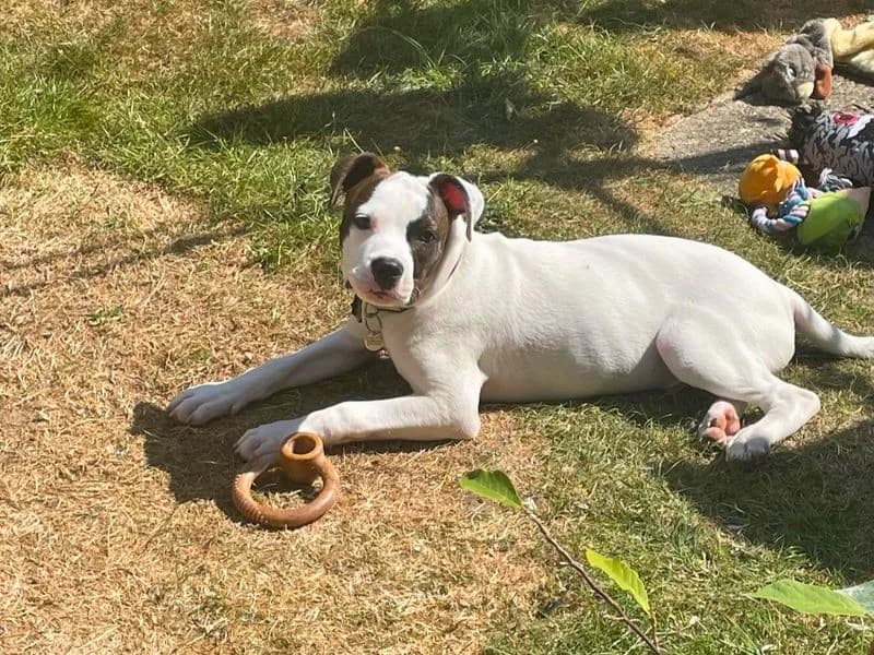 Billy, male puppy Staffordshire Bull Terrier for adoption at Dogs Trust Salisbury, Newton Tony