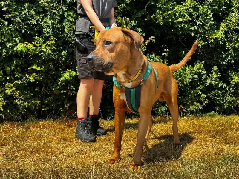 Ricky, male young Mastiff for adoption at Dogs Trust Salisbury, Newton Tony