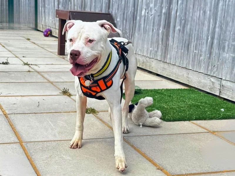 Marble, male young English Bulldog for adoption at Dogs Trust Salisbury, Newton Tony