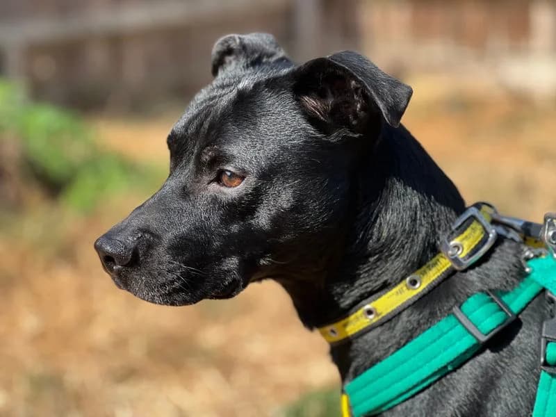 Ash, male young mixed breed for adoption at Dogs Trust Salisbury, Newton Tony