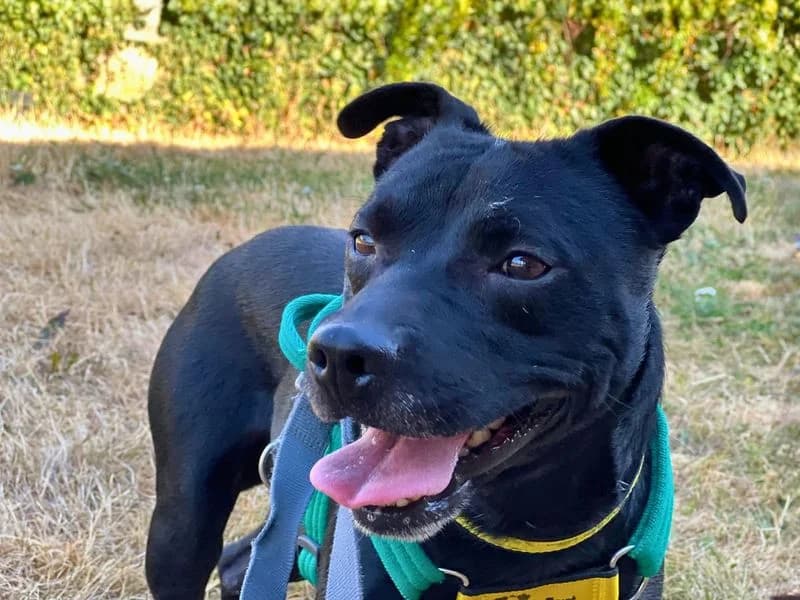 Ash, male young mixed breed for adoption at Dogs Trust Salisbury, Newton Tony