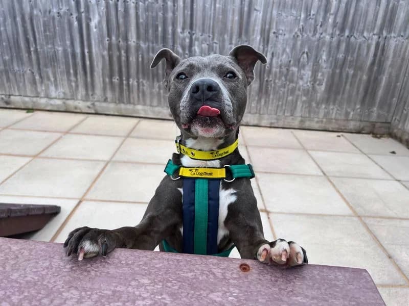 Blu, male 7yo Staffordshire Bull Terrier for adoption at Dogs Trust Salisbury, Newton Tony