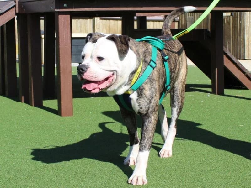 Pickles, male young English Bulldog for adoption at Dogs Trust Salisbury, Newton Tony