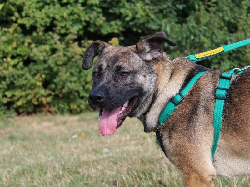 Nova, female young Belgian Malinois for adoption at Dogs Trust Salisbury, Newton Tony