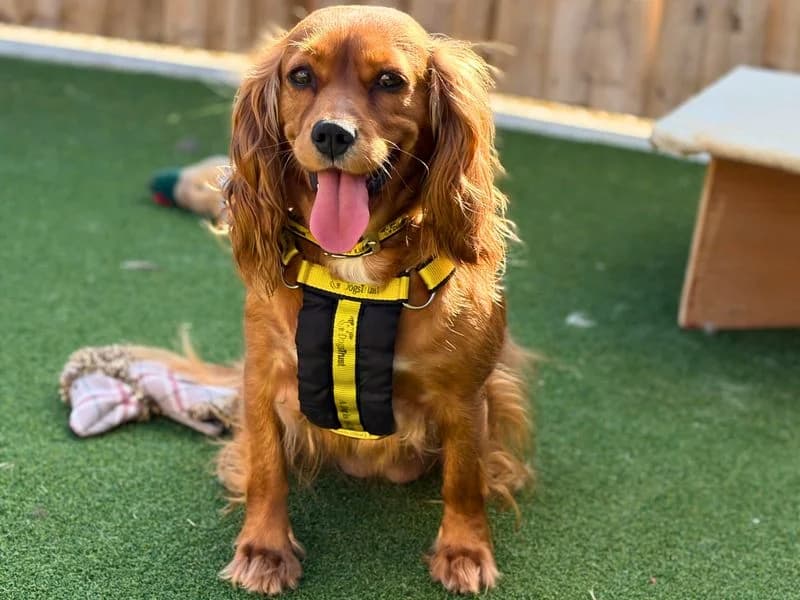 Hazel, female 3yo Cocker Spaniel for adoption at Dogs Trust Salisbury, Newton Tony