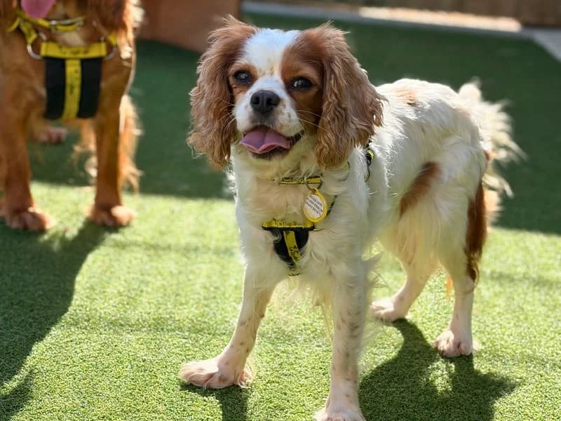 Cora, female 4yo Cavalier King Charles Spaniel for adoption at Dogs Trust Salisbury, Newton Tony