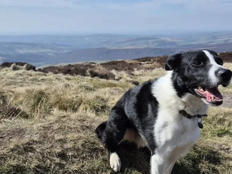 Huck, male 4yo Border Collie for adoption at Dogs Trust Salisbury, Newton Tony