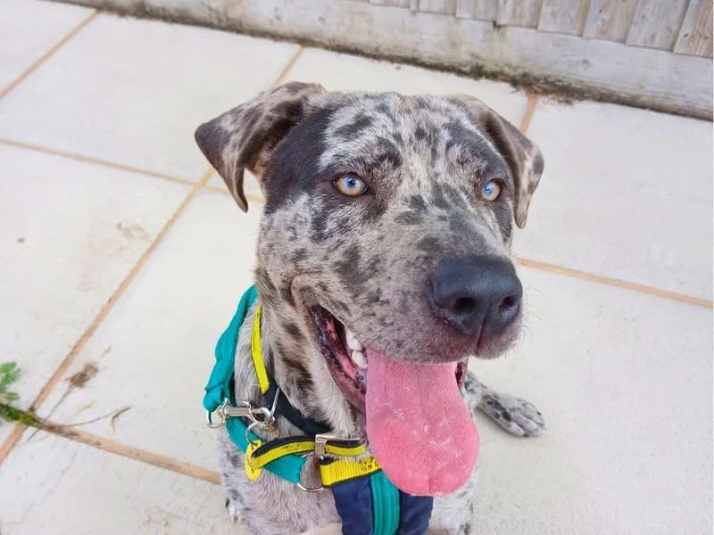 Calley, female puppy Mastiff for adoption at Dogs Trust Salisbury, Newton Tony